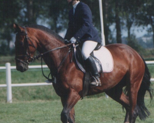 broodmare Adelia (Holsteiner, 1986, from Benedictus)