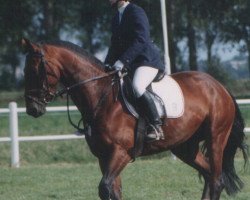 broodmare Adelia (Holsteiner, 1986, from Benedictus)