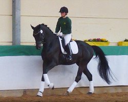 jumper Merlin (Trakehner, 2008, from Gribaldi)