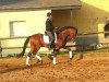 dressage horse Mc Laren (Trakehner, 2009, from Perechlest)