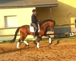 dressage horse Mc Laren (Trakehner, 2009, from Perechlest)