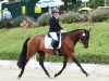 dressage horse Mark-Siegfried (Trakehner, 2008, from Impetus)