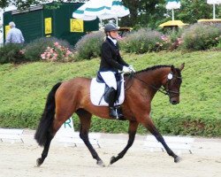 dressage horse Mark-Siegfried (Trakehner, 2008, from Impetus)