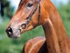 dressage horse Lionel Richie (Trakehner, 2009, from Eloquent)