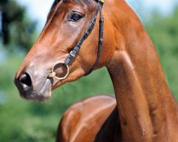 dressage horse Lionel Richie (Trakehner, 2009, from Eloquent)