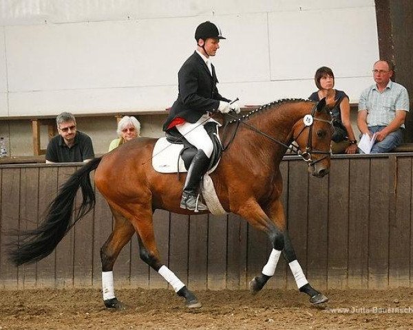 horse Kairos (Trakehner, 2007, from Buddenbrock)