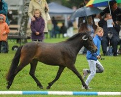 broodmare Farbenfrohs Serafina (German Classic Pony, 2008, from Fürst Farbenfroh)