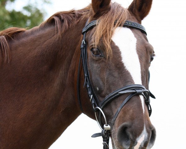 broodmare Calimera (Rhinelander,  , from Champus)