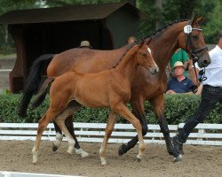 Deckhengst Felsendom (Trakehner, 2013, von Brioni)