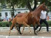 broodmare Hettibell (Trakehner, 2013)