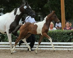 broodmare Energy of Life (Trakehner, 2013, from Herbstkönig 2)