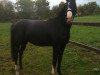 Springpferd Glammy Chloe (Trakehner, 2008, von Hirtentanz 2)