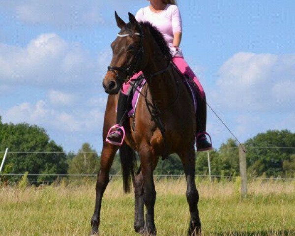 broodmare Bernd (Bernina) (Trakehner, 2002, from Stradivari)