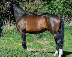 dressage horse Fridolyin (Hanoverian, 2009, from Fidertanz)