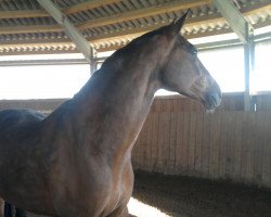 dressage horse Rex Raphael (Bavarian, 2001, from Rothenburg J)