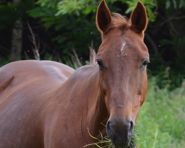 broodmare Wilja (Hanoverian, 1988, from Woermann)