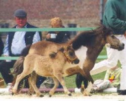 broodmare Crazy Colours Maja (Shetland pony (under 87 cm), 1993, from Ringo)