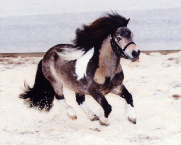 Deckhengst Crazy Colours Mars (Shetland Pony (unter 87 cm), 1998, von Ivo van het Kromveld)