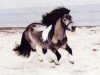 Deckhengst Crazy Colours Mars (Shetland Pony (unter 87 cm), 1998, von Ivo van het Kromveld)