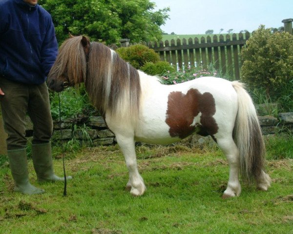 stallion Toby of Glenbogie (Shetland pony (under 87 cm), 1984, from Merrymate of Berry)