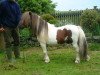 Deckhengst Toby of Glenbogie (Shetland Pony (unter 87 cm), 1984, von Merrymate of Berry)