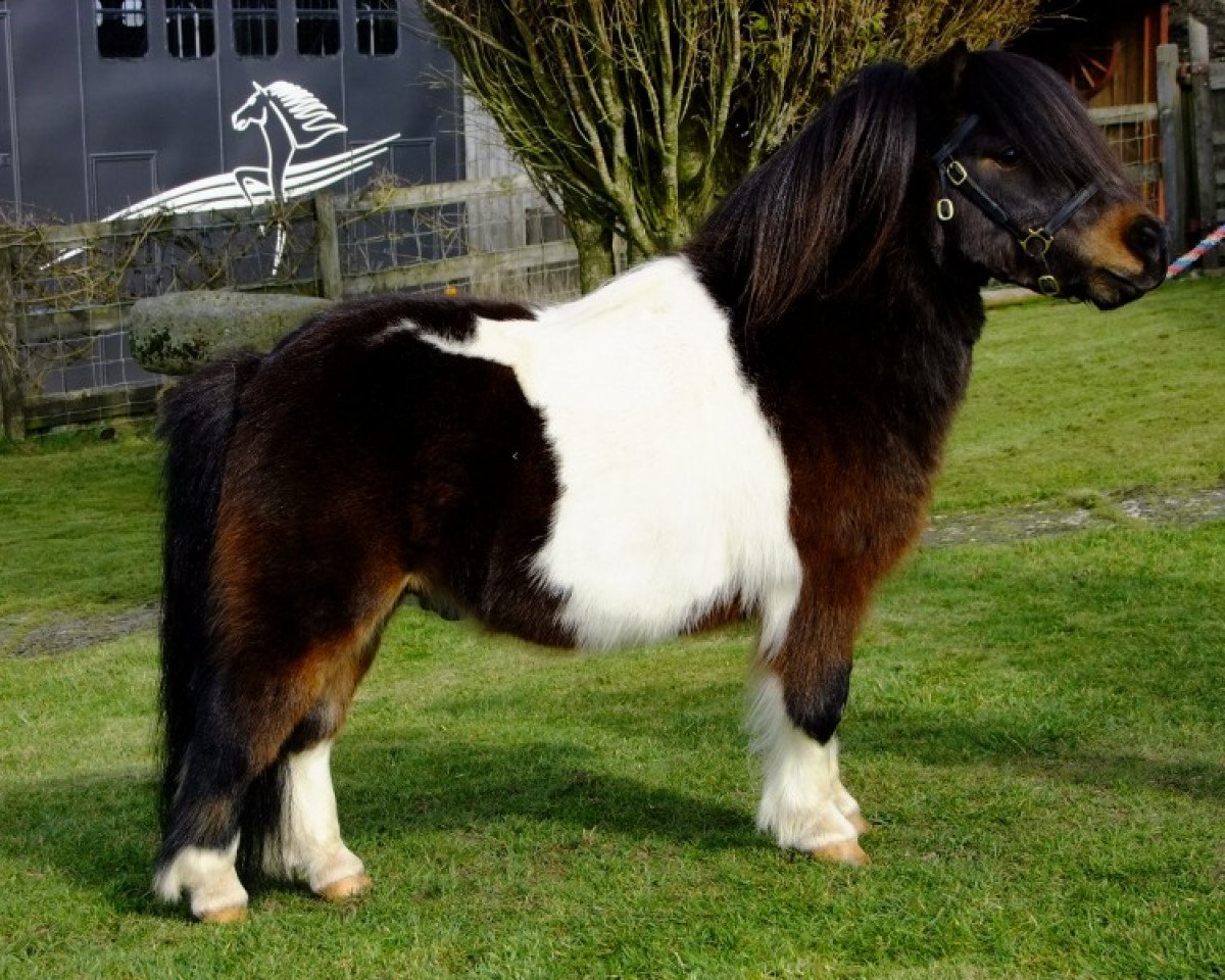 stallion Halstock Romeo (Shetland pony (under 87 cm), 2007, from Kerswell Kinsman)