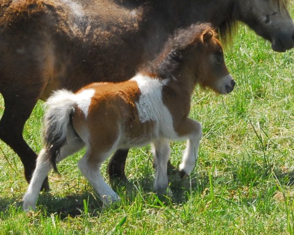 horse Ramazotti aus dem Westerwald (Shetland pony (under 87 cm), 2011, from Halstock Romeo)