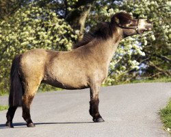 broodmare Halstock Bears Genie (Shetland pony (under 87 cm), 2007, from Keensacre Paddington)