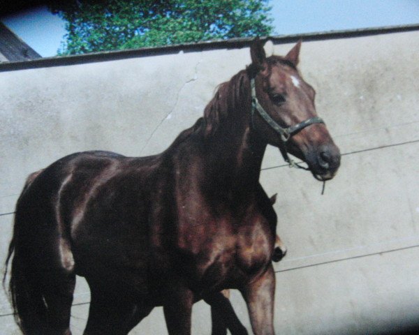 broodmare For You (Holsteiner, 1991, from Calypso I)