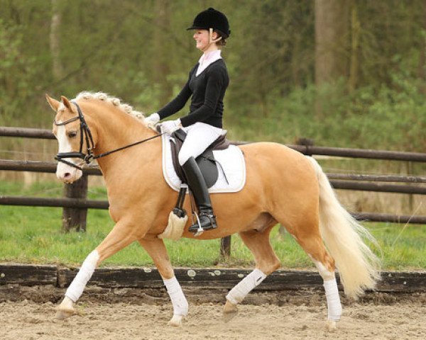 dressage horse Erf- Merlin (German Riding Pony, 2005, from The Braes My Mobility)