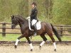 Dressurpferd Black Fashion (Deutsches Reitpony, 2009, von Black Charming)