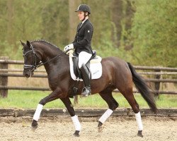 dressage horse Black Fashion (German Riding Pony, 2009, from Black Charming)