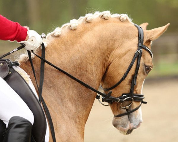 broodmare Deine Maid (German Riding Pony, 2008, from Dior)