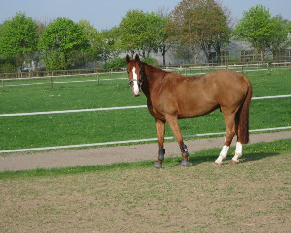 horse Gandolph H (Westphalian, 2002, from Grosso Z)