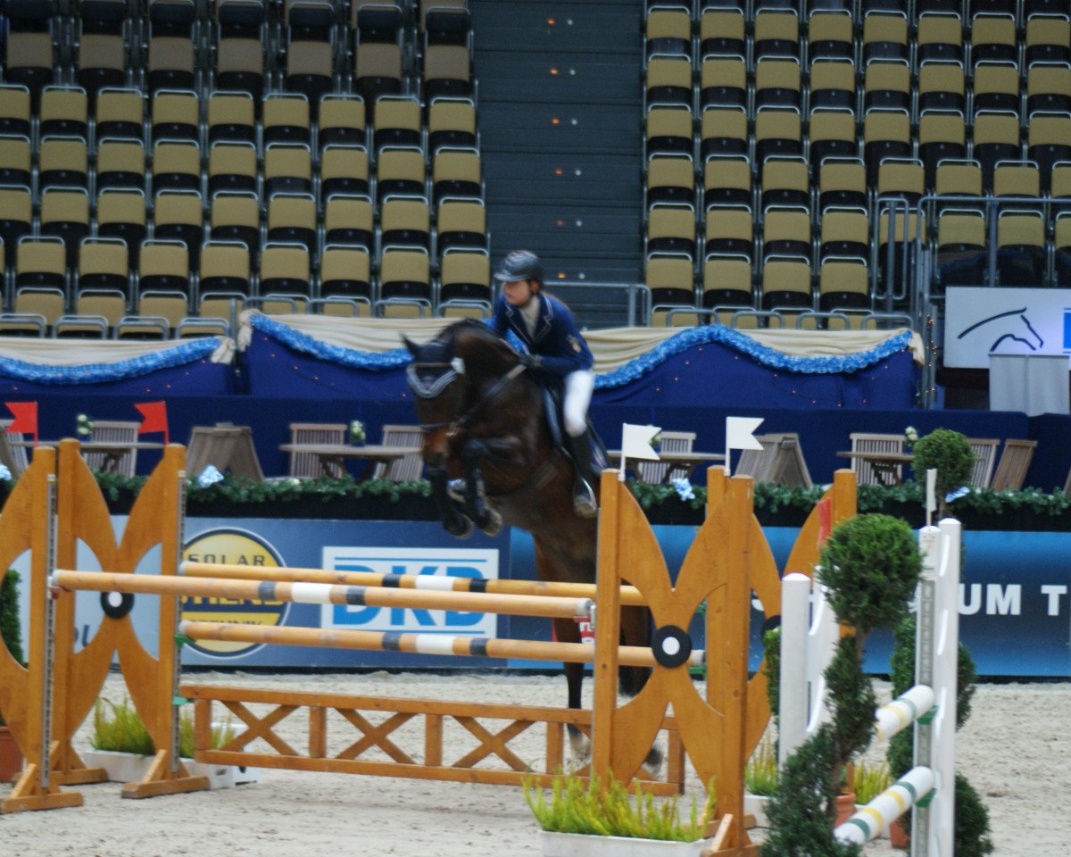 jumper Sympatico 28 (Hanoverian, 2004, from Stolzenberg)