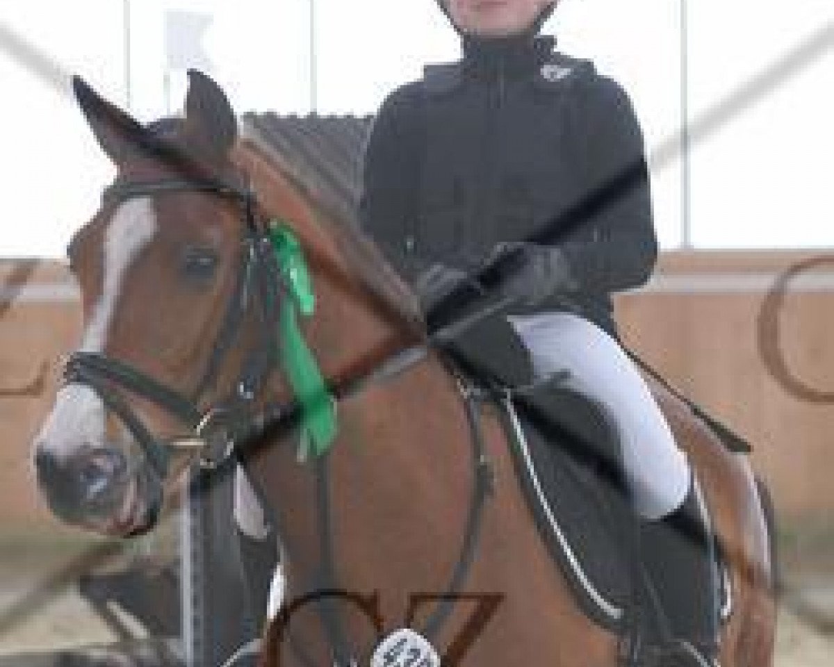 Pferd Mister Capri D (Deutsches Reitpony, 1997, von Merano)