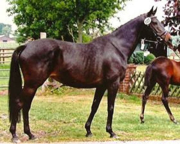 broodmare Butts Leonie R (Trakehner, 2004, from Sunlight xx)