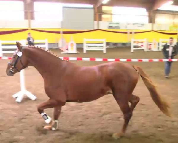 11. Süddeutsches Freispringchampionat 2013
Prüfung Nr. 1 3-jährige Springpferde 3. Abteilung
