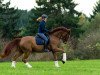 dressage horse Romaniér K (Rhinelander, 2005, from Rosario 37)