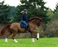 dressage horse Romaniér K (Rhinelander, 2005, from Rosario 37)