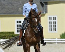 dressage horse Whitley (Danish Warmblood, 2002, from Don Schufro)