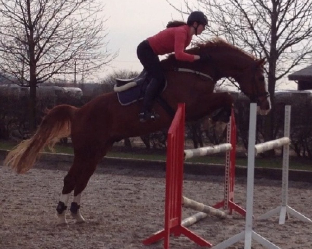 dressage horse Ettwig (Hanoverian, 2002, from Embassy I)