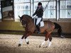 dressage horse Amelie 64 (Oldenburg, 2003, from Abke 4)