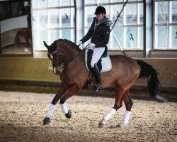 dressage horse Amelie 64 (Oldenburg, 2003, from Abke 4)