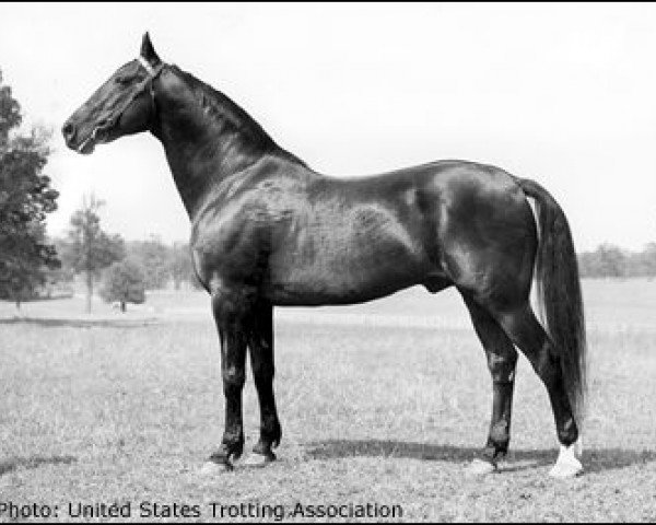 stallion Protector US-69365 (American Trotter, 1928, from Peter Volo 57574 (US))