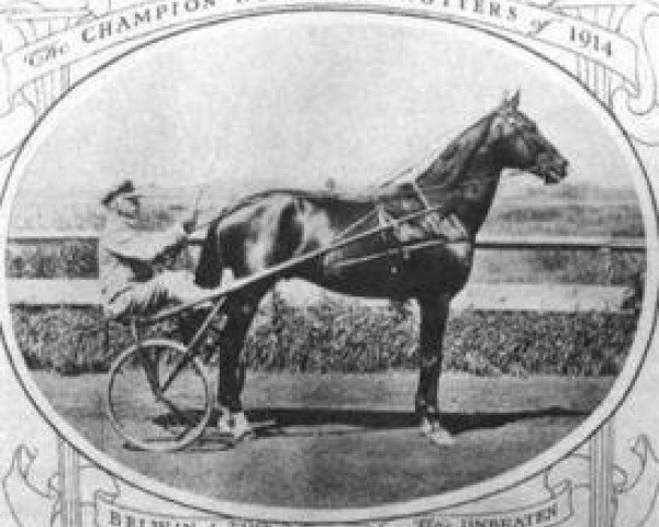 stallion Belwin 57203 (US) (American Trotter, 1910, from McKinney 8818 (US))