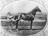 stallion Belwin 57203 (US) (American Trotter, 1910, from McKinney 8818 (US))