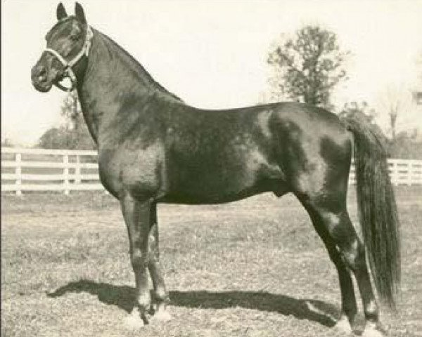 stallion Guy Abbey US-68299 (American Trotter, 1925, from Guy Axworthy US-37501)