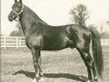 stallion Guy Abbey US-68299 (American Trotter, 1925, from Guy Axworthy US-37501)