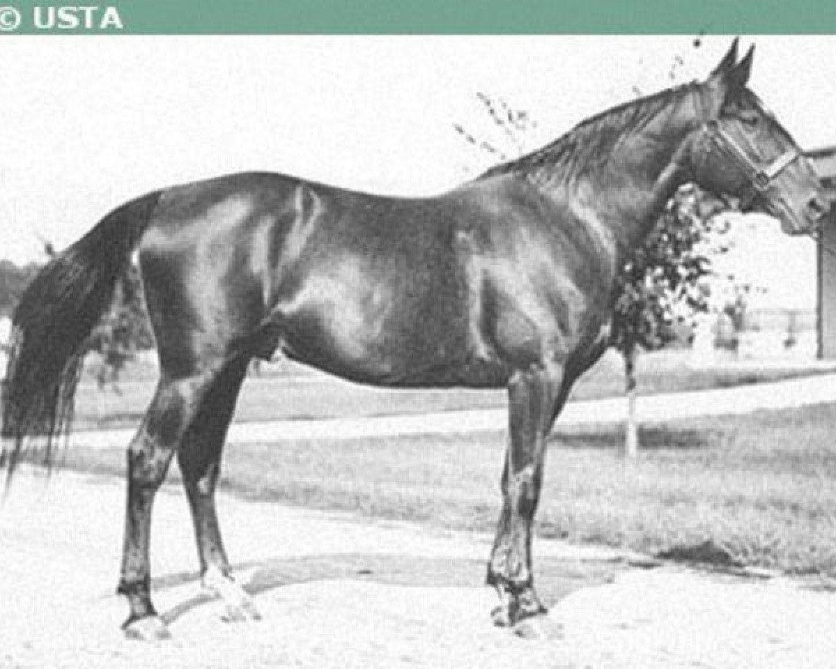 stallion Peter the Brewer 67700 (US) (American Trotter, 1918, from Peter the Great 28955 (US))